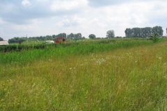 2006nagyhalfogo24