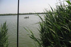 Kishalfogo_051